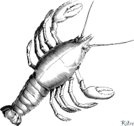 crayfish Დასაბეჭდი Საღებარი Გვერდები